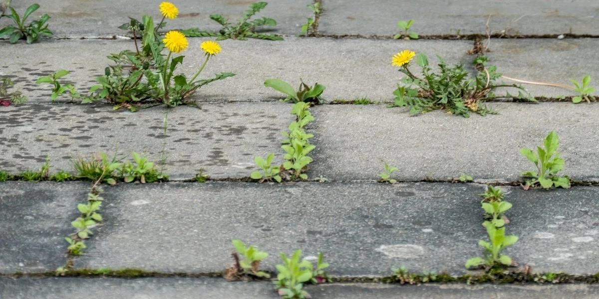 Terrasse & Pflaster im Frühjahr — 8 Tipps zum Saisonstart